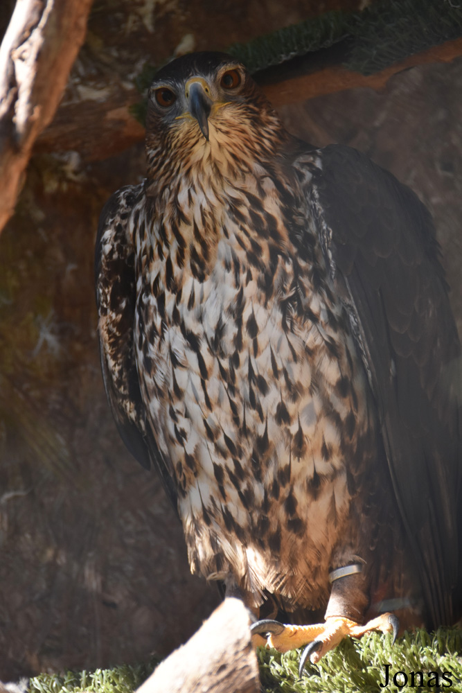 Aquila fasciata