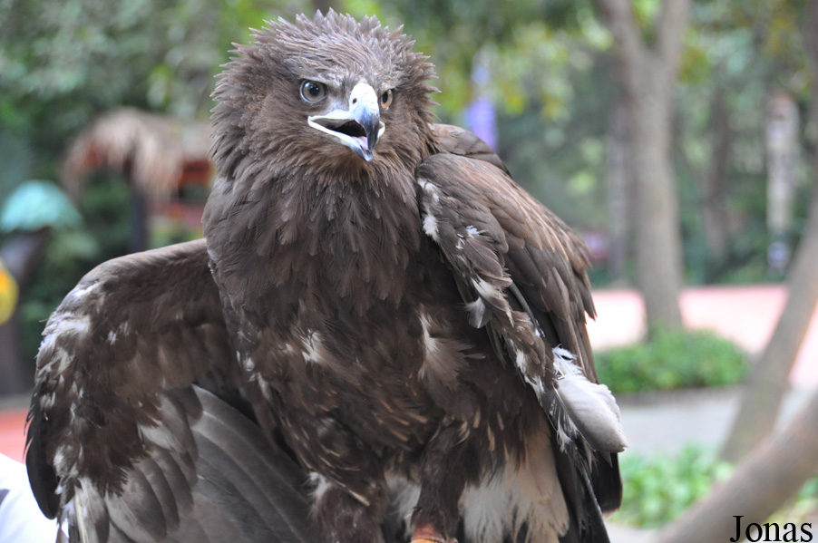 Aquila nipalensis
