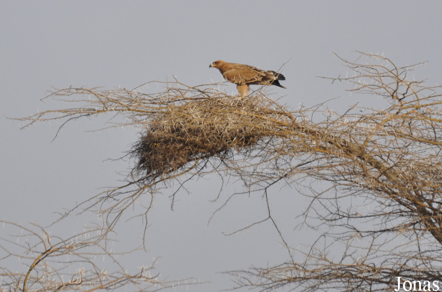 Aquila rapax / Awash National Park