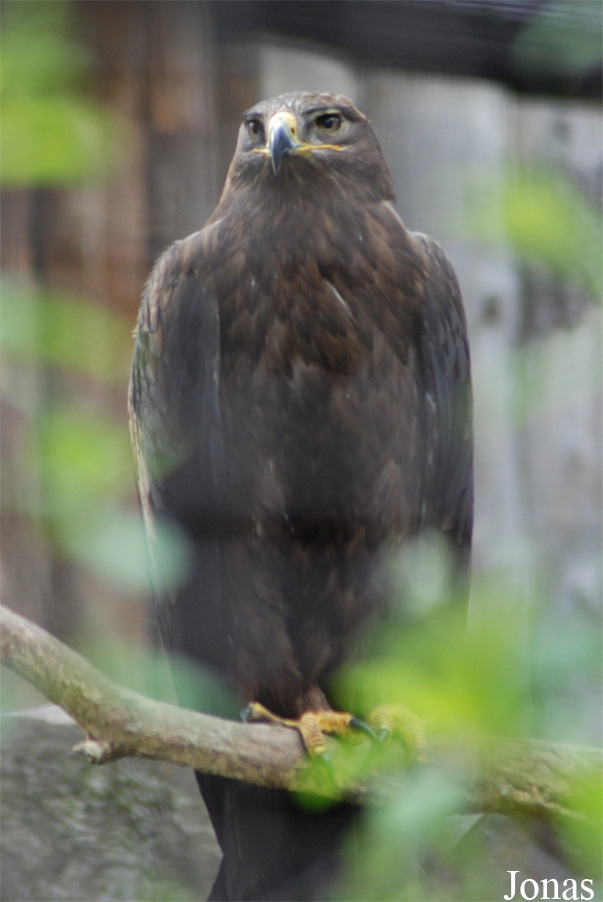 Aquila rapax