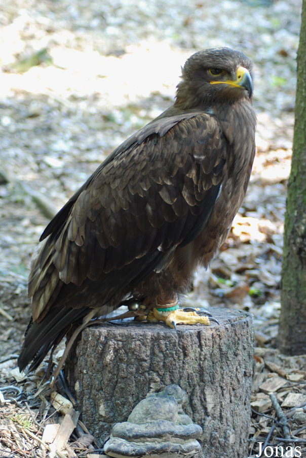 Aquila rapax