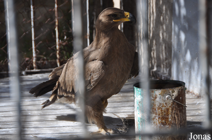 Aquila rapax belisarius