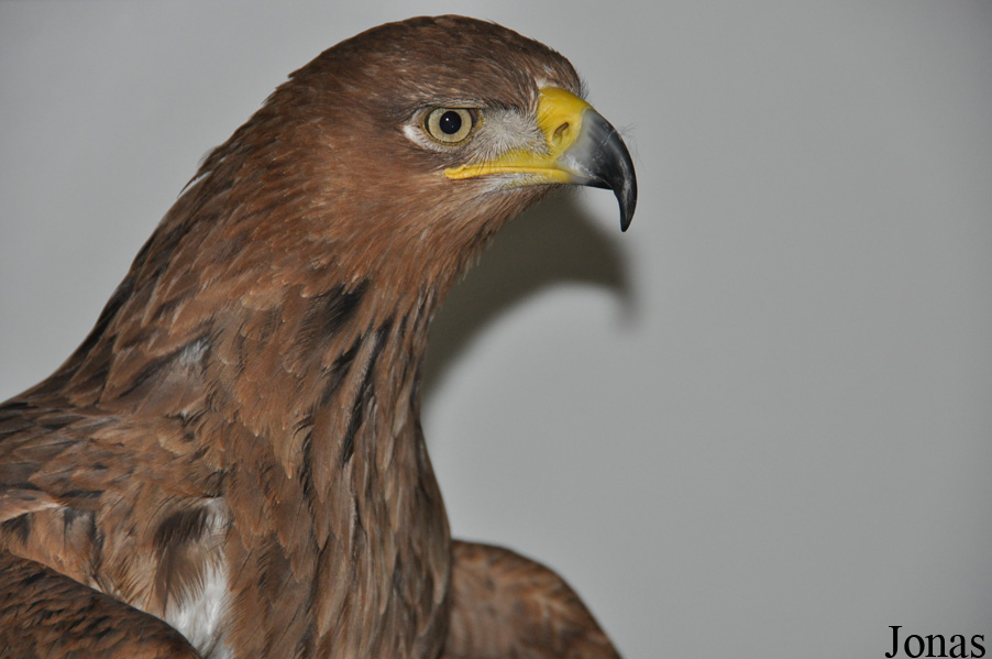 Aquila rapax belisarius