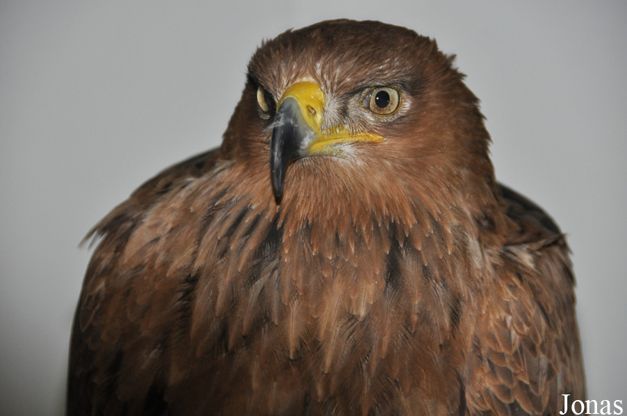 Aquila rapax belisarius