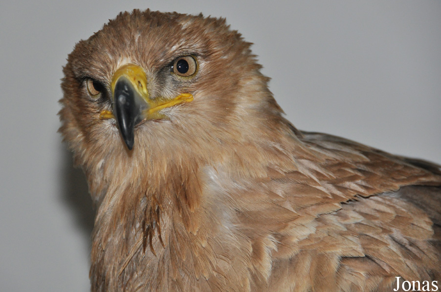 Aquila rapax belisarius