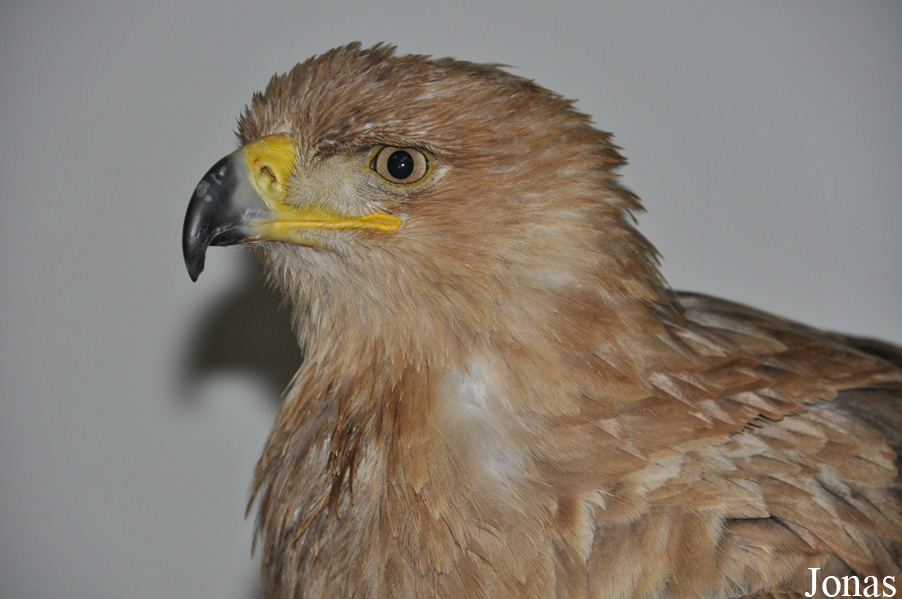 Aquila rapax belisarius