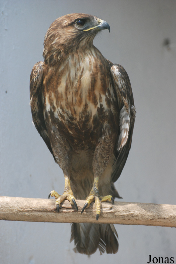 Buteo buteo
