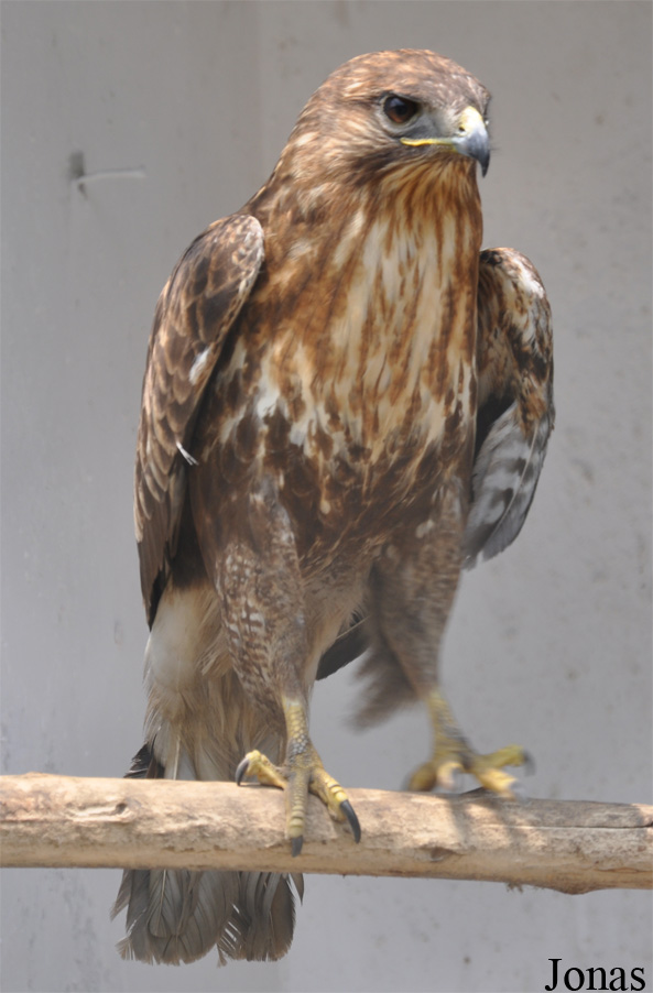 Buteo buteo
