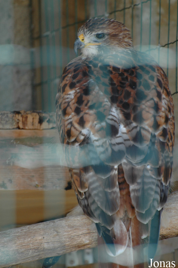Buteo jamaicensis