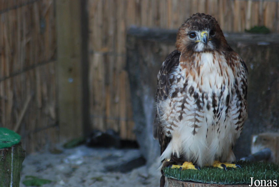Buteo jamaicensis