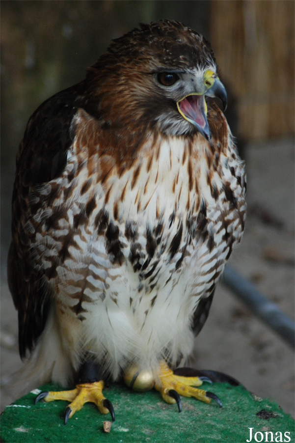 Buteo jamaicensis