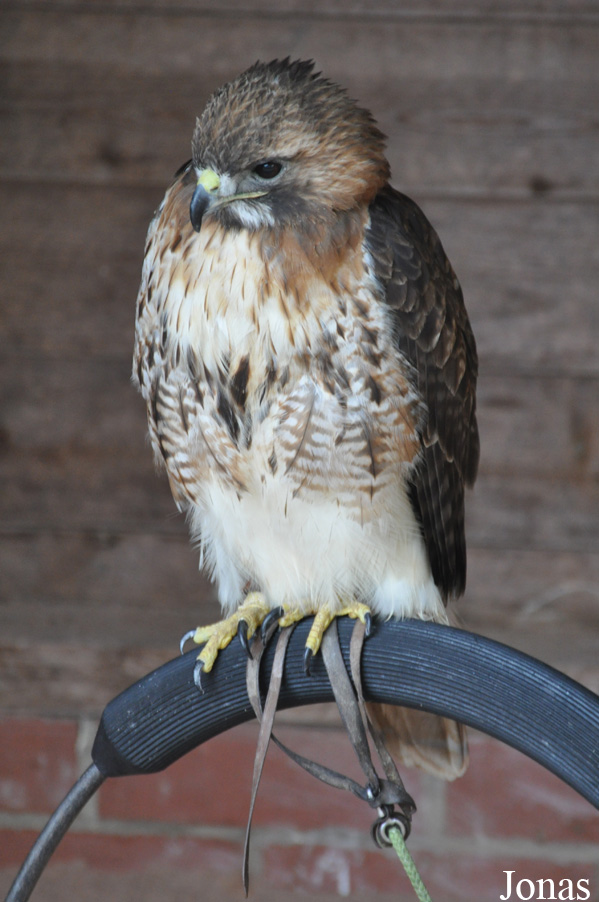 Buteo jamaicensis