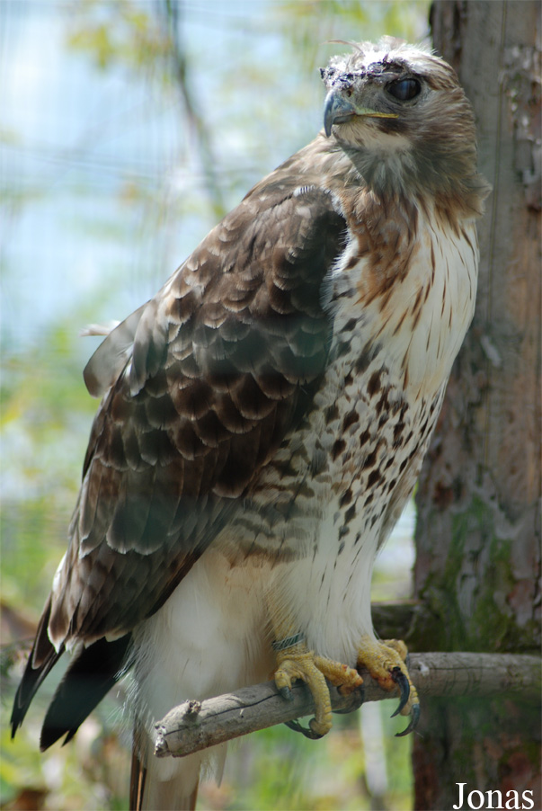 Buteo jamaicensis borealis