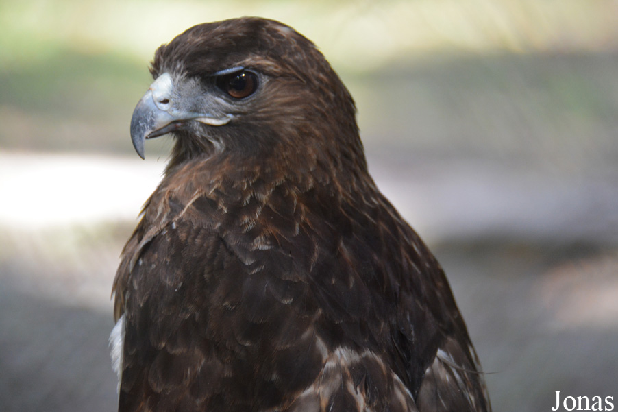 Buteo jamaicensis solitudinis