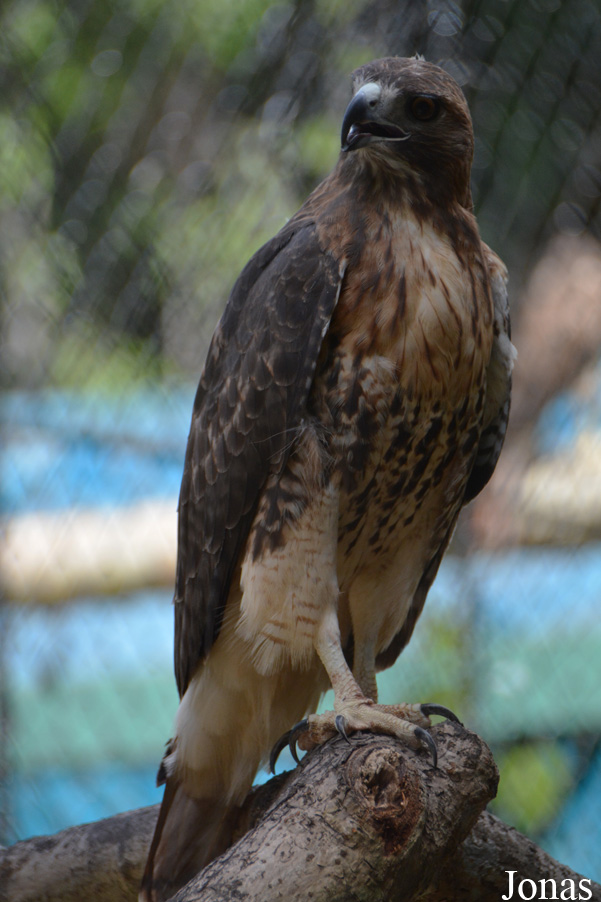 Buteo jamaicensis solitudinis
