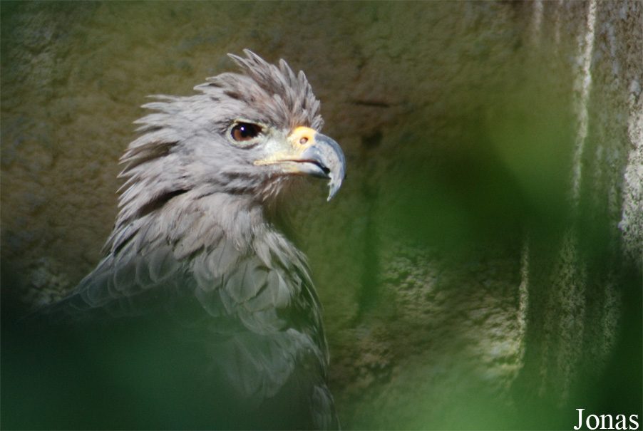 Buteogallus coronatus