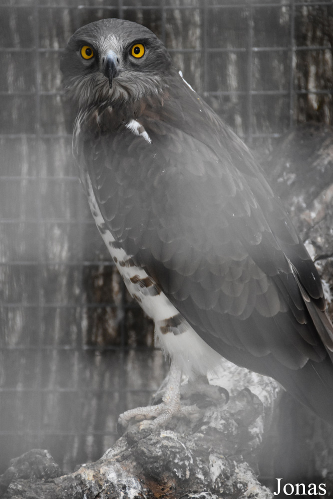 Circaetus gallicus