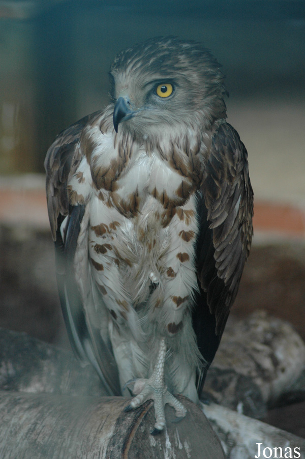 Circaetus gallicus