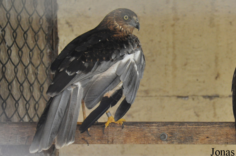 Circus aeruginosus aeruginosus