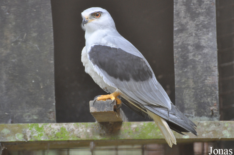 Elanus caeruleus