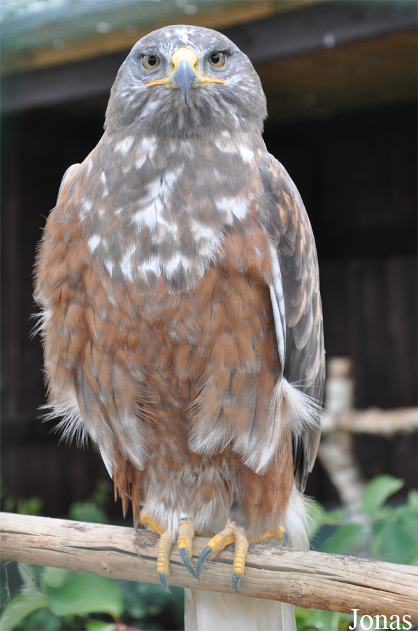 Geranoaetus melanoleucus