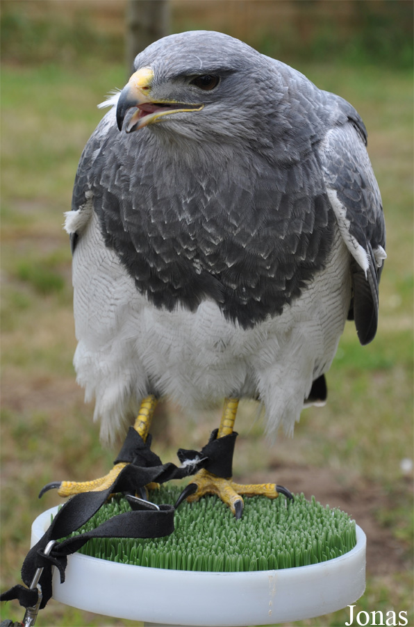 Geranoaetus melanoleucus