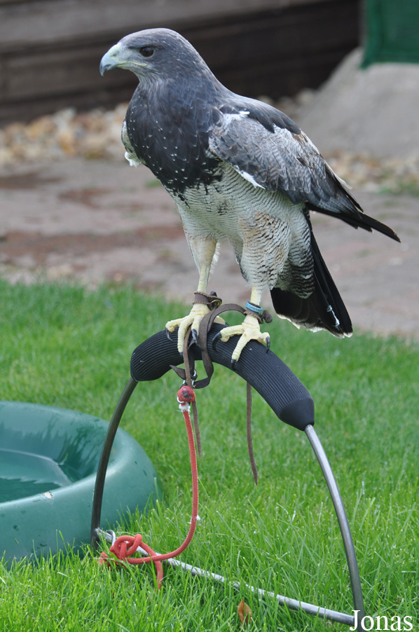 Geranoaetus melanoleucus