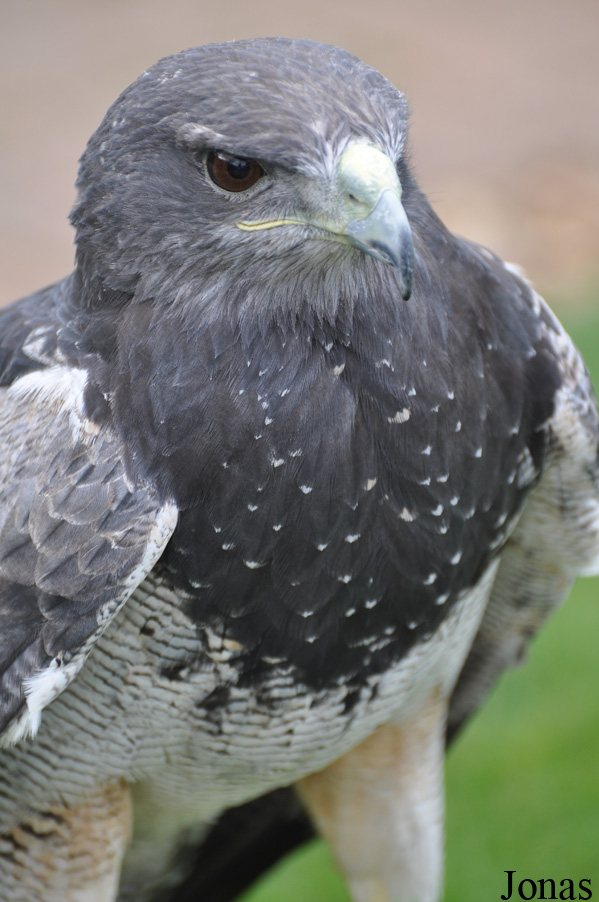 Geranoaetus melanoleucus