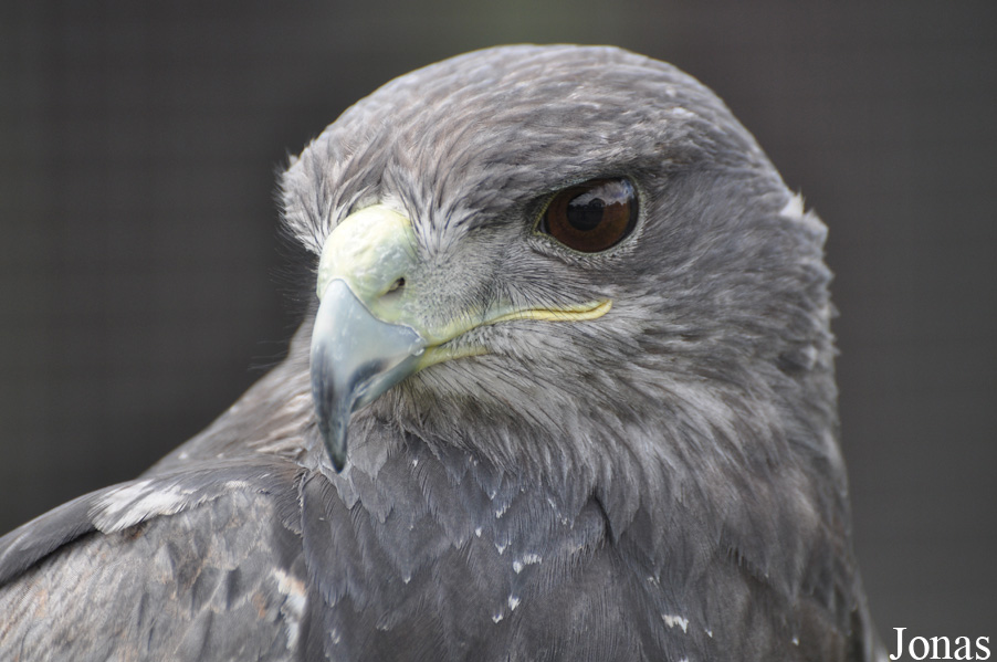 Geranoaetus melanoleucus