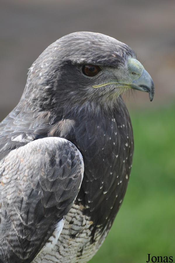 Geranoaetus melanoleucus