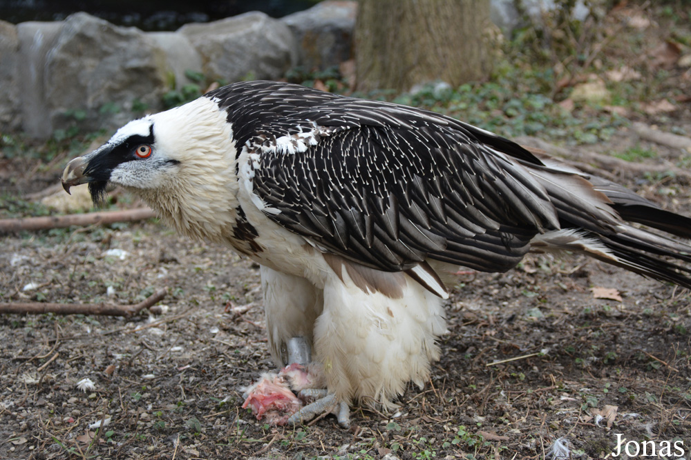 Gypaetus barbatus barbatus