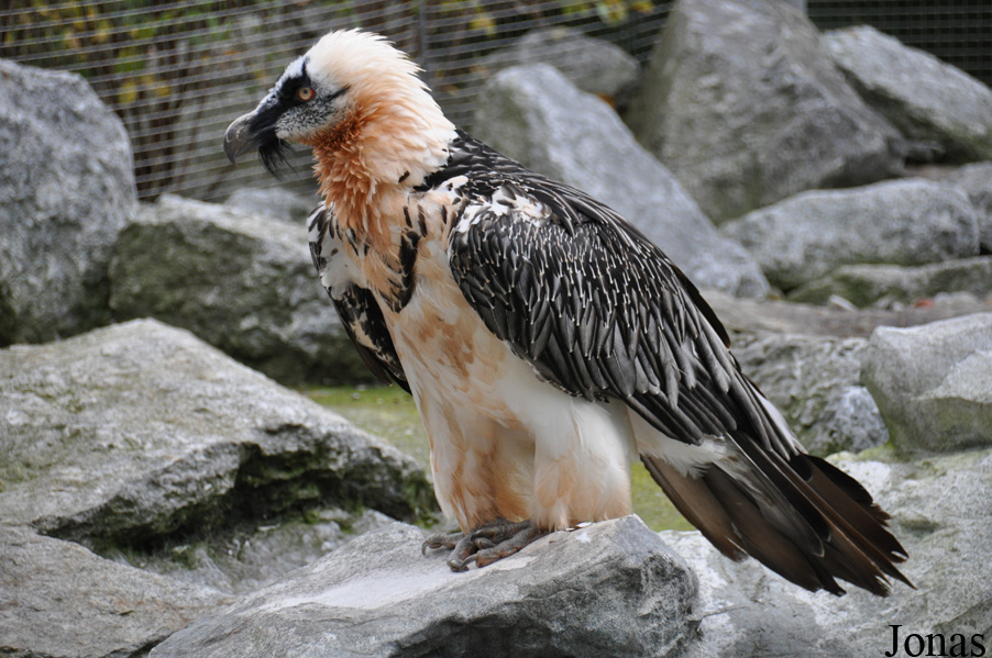 Gypaetus barbatus barbatus