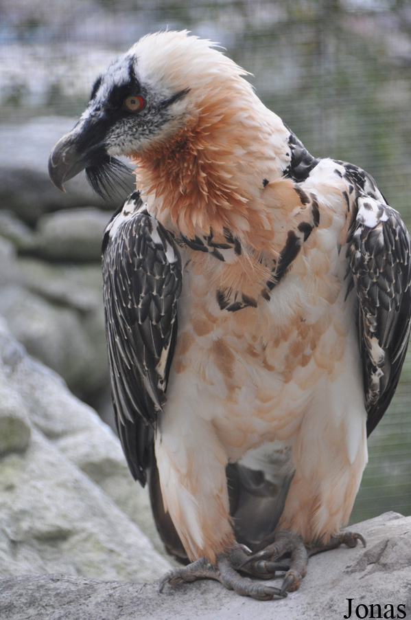 Gypaetus barbatus barbatus