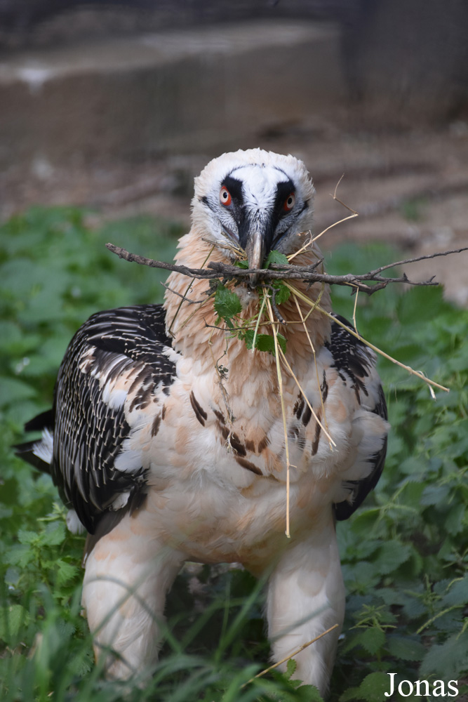 Gypaetus barbatus barbatus