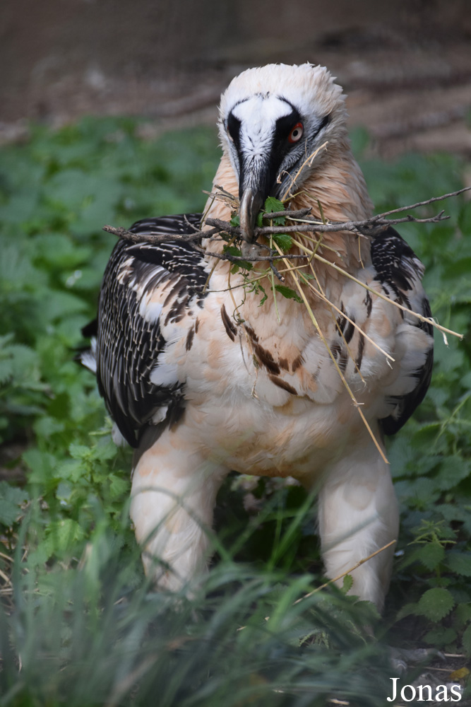 Gypaetus barbatus barbatus