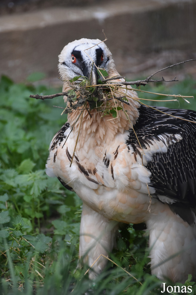 Gypaetus barbatus barbatus