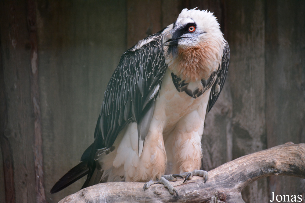 Gypaetus barbatus barbatus