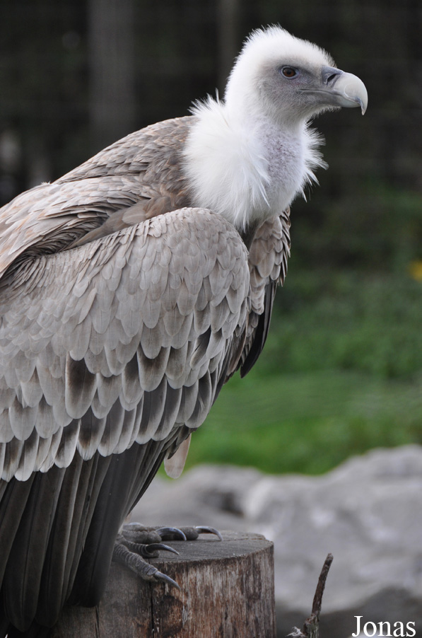Gyps fulvus