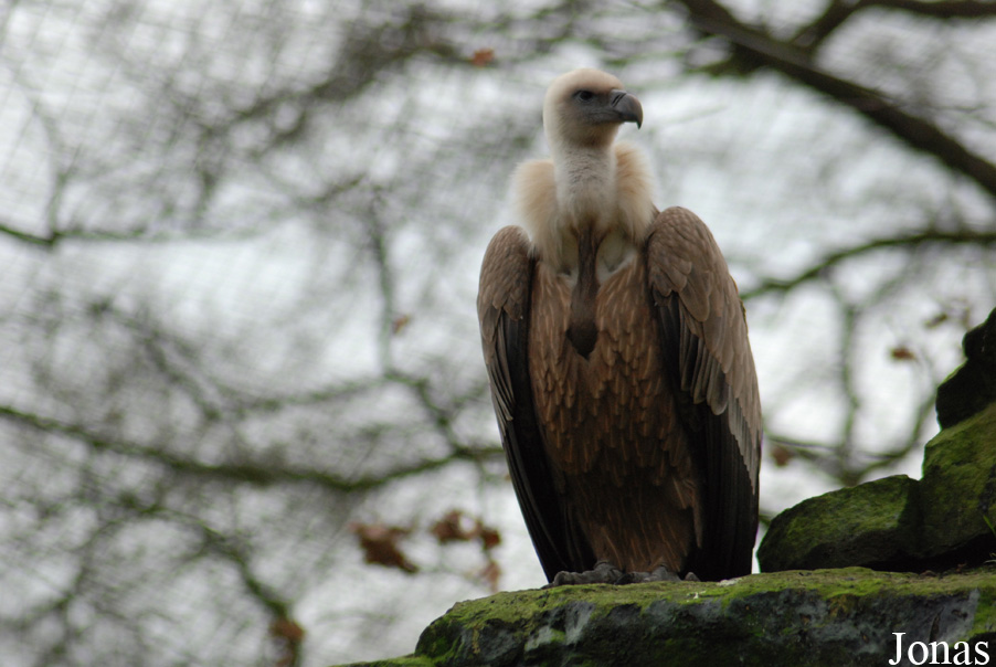 Gyps fulvus