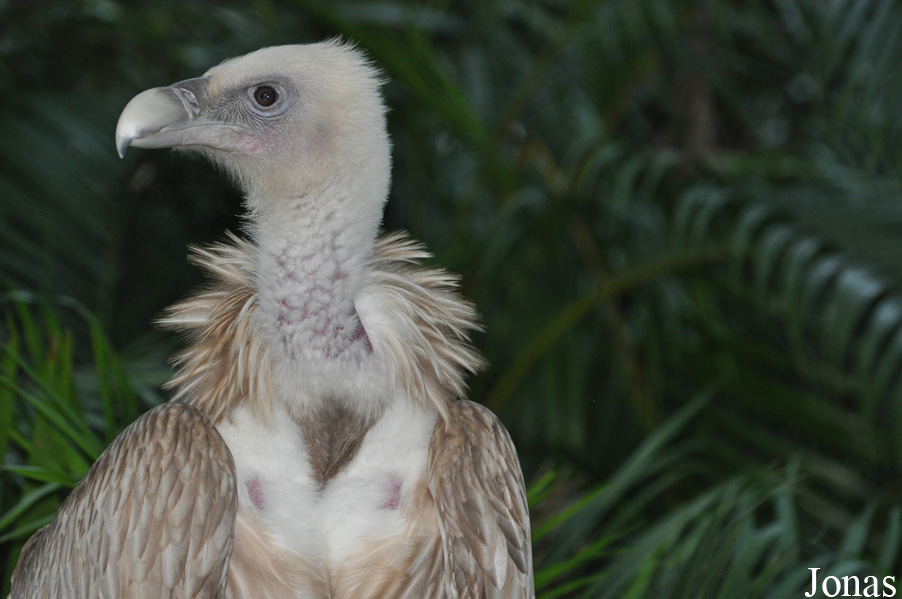 Gyps himalayensis