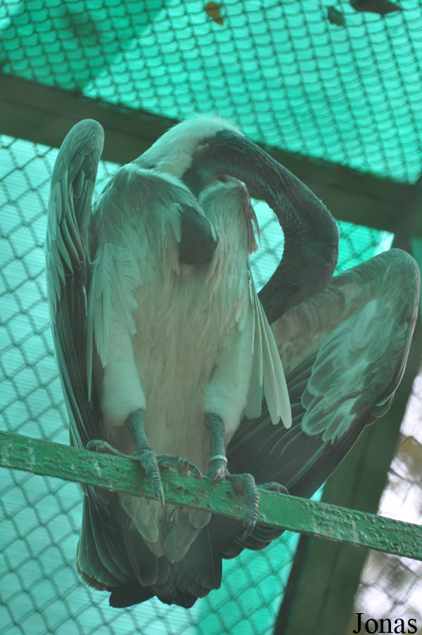 Gyps indicus