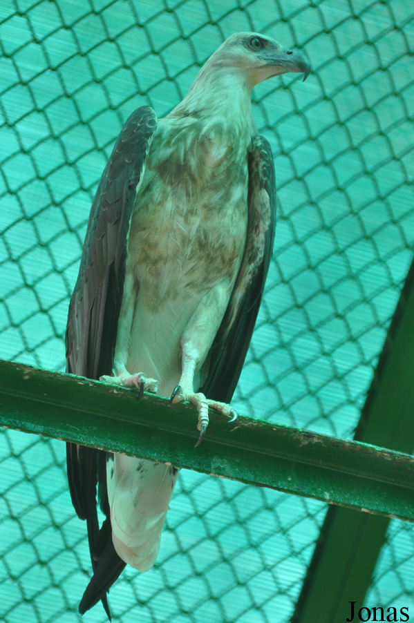 Haliaeetus leucoryphus