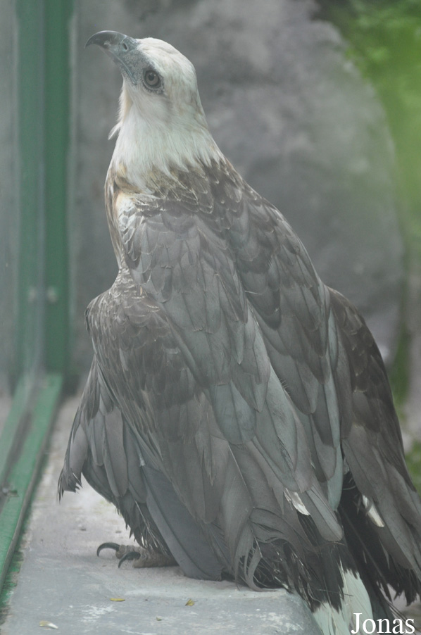 Haliaeetus leucoryphus