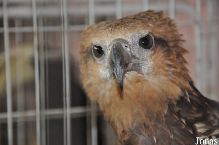 Haliaeetus leucoryphus