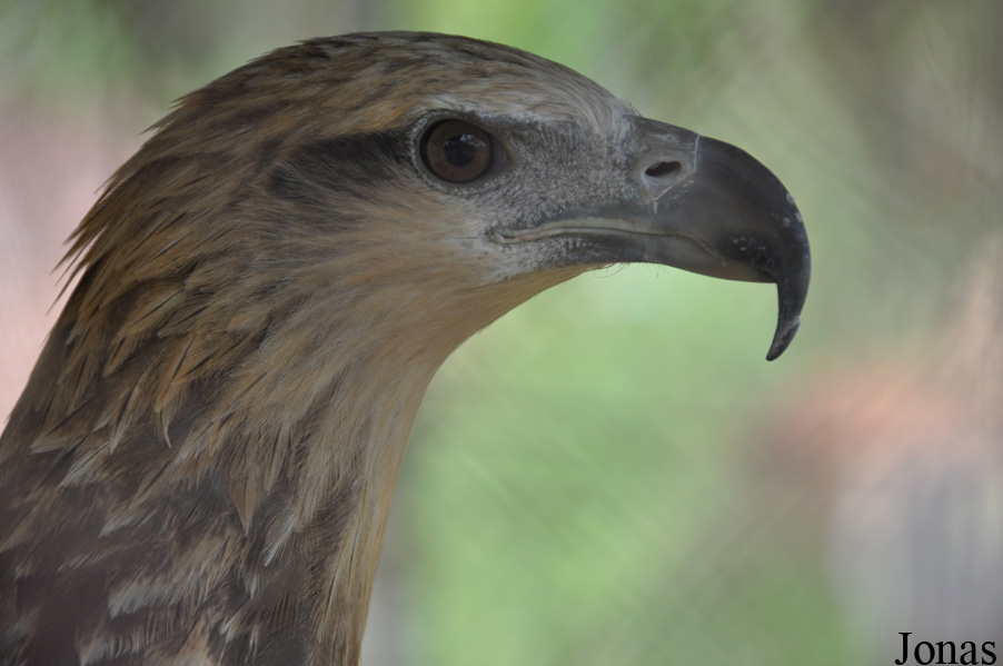 Haliaeetus leucoryphus