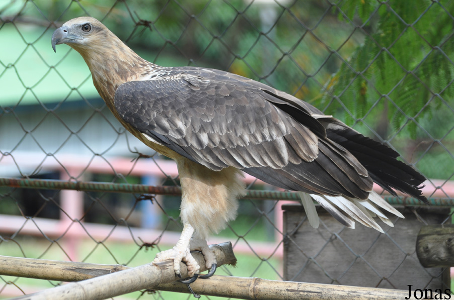 Haliaeetus leucoryphus