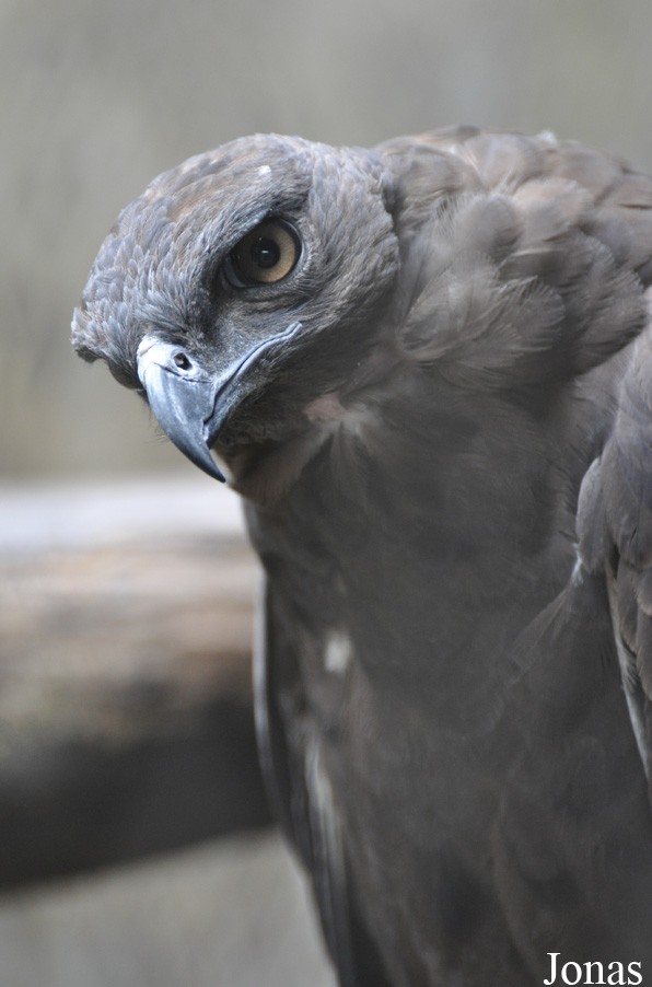 Ictinaetus malaiensis