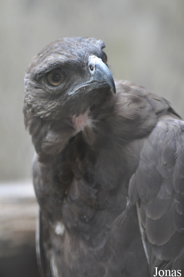 Ictinaetus malaiensis