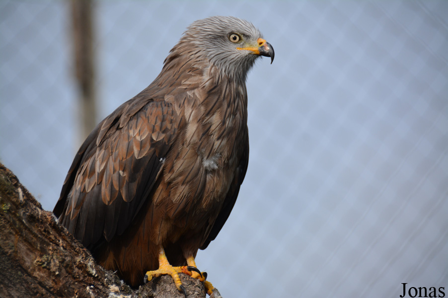 Milvus migrans