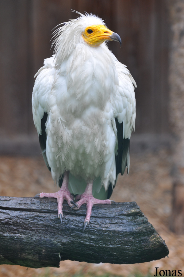 Neophron percnopterus